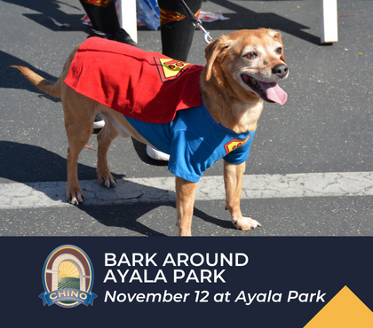 Bark Around Ayala Park